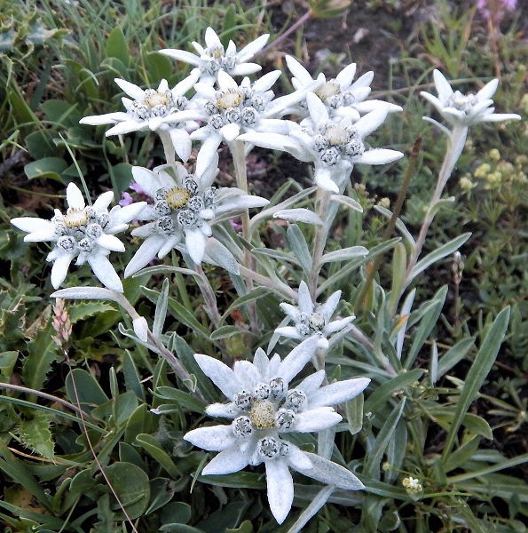 Hikes and Flowers of the Val d’Aosta, Italy